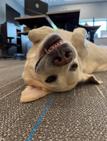 Dog rolling over